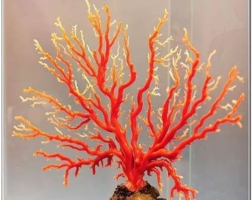 如何区分阿卡红珊瑚和沙丁珊瑚